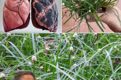 🌿 The Secret to Lung Detox: A Powerful Herb to Cleanse Your Lungs Naturally! 💨✨