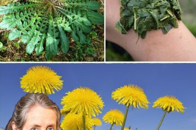 Dandelion Leaf: Surprising Health Benefits and Essential Precautions 🌿✨