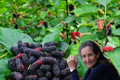 10 Health Benefits of Mulberries and How to Use Them for Better Health