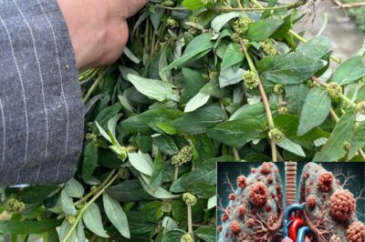 Euphorbia Hirta (Asthma-Plant): Ancient Remedies and Modern Applications for Health and Wellness