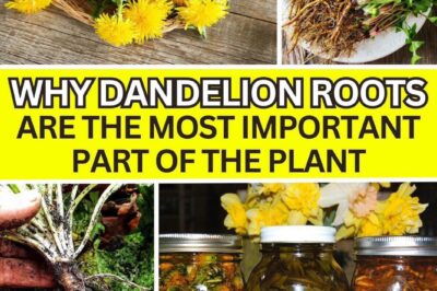 Dandelion Roots: The Forgotten Superfood That Can Transform Your Health and Garden 🌿✨
