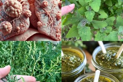 Lamb’s Quarters/Wild Spinach:Unveiling the Health and Culinary Wonders /d