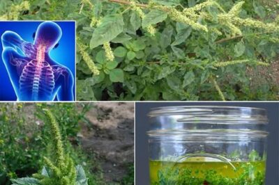 10 benefits of pigweed /d