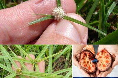 14 Incredible Benefits of Kyllinga brevifolia: A Natural Remedy for Health and Wellness