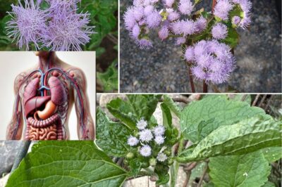 Ageratum Conyzoides: The Miracle Weed with 15 Powerful Health Benefits You Need to Know! 🌿✨