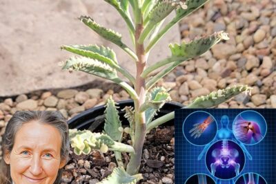 11 Surprising Benefits of The Miracle Leaf of Life (Bryophyllum pinnatum) 🌿✨