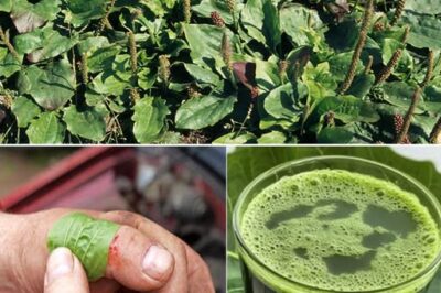 The Secret Power of Plantago Major that no one knows /d
