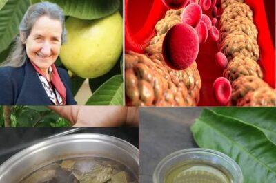 Energizing and Calming Teas: The Perfect Blends to Start Your Day and Unwind Your Evening /d