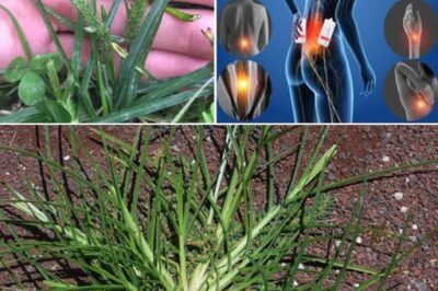 Goosegrass: Health Benefits and Uses /d