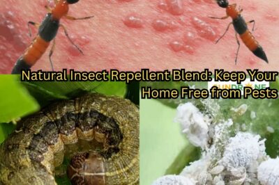 Natural Insect Repellent Blend: Keep Your Home Free from Pests (NH)