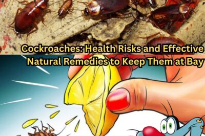 Cockroaches: Health Risks and Effective Natural Remedies to Keep Them at Bay (NH)