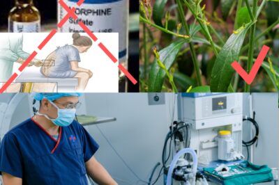The Natural Herb That Could Replace Morphine: A Surprising Remedy You Might Not Know About (NH)