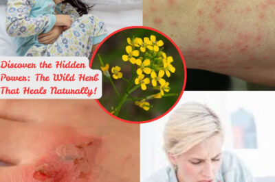 Discover the Hidden Power: The Wild Herb That Heals Naturally! (NH)