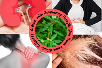 Eclipta: The Ultimate Nature’s Miracle for Shiny Hair, Glowing Skin, and Boosted Health! (NH)