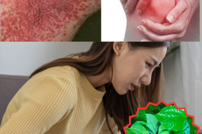 The Remarkable Southeast Asian Herb with Powerful Health Benefits for Respiratory Health, Digestion, Pain Relief, and Immune Support (NH)