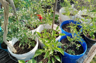 14 Vegetables To Grow In 5-Gallon Buckets For Compact Gardening /d