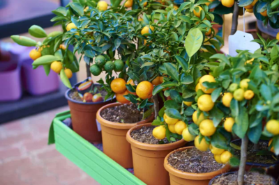 7 Fruit Trees You Can Easily Grow in Pots at Home /d