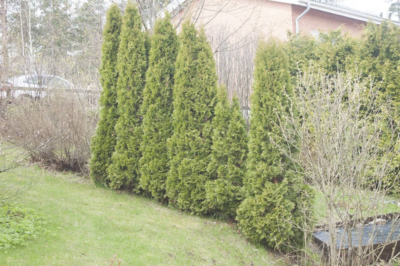 12 Fast-Growing Privacy Bushes to Transform Your Outdoor Space /d