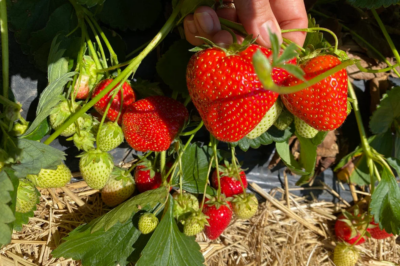 12 Pro Tips For Growing Big, Juicy Strawberries At Home /d