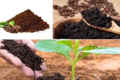 17 Plants That Thrive with Coffee Grounds – Boost Growth Naturally /d