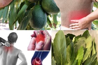 Natural Kidney Healing Remedy: How Mango and Avocado Leaves Can Support Your Kidney Health (an)