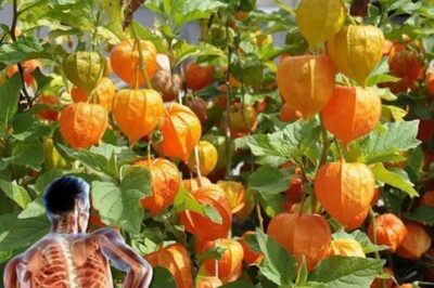 Goldenberries (Physalis peruviana): The Superfruit for Vision, Immunity, and Overall Health (an)