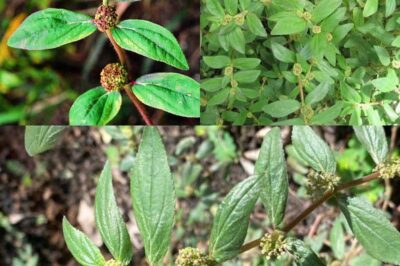 Just 1 Leaf of This Plant Is Worth a Gold Mine – Euphorbia Hirta (Did You Know That?) (an)
