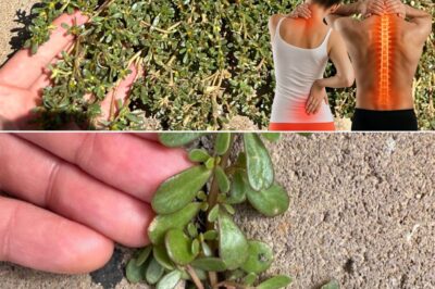 Purslane: A Nutrient-Rich Plant with Numerous Benefits (an)