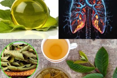The Hidden Benefits of Prickly Lettuce (Lactuca Serriola): A Natural Remedy for Prostate and Kidney Health (an)