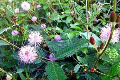 The Healing Power of Mimosa Pudica: 10 Incredible Health Benefits of the Sensitive Plant (an)