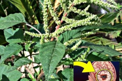 Tropical Whiteweed: A Powerful Medicinal Herb for Natural Healing (an)