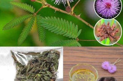 Unlock the Healing Power of Mimosa Pudica: 10 Incredible Health Benefits of the Sensitive Plant./lo