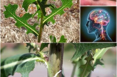 The Power of Wild Lettuce Sap: How to Collect, Use, and Benefit from It