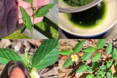 Billygoat Weed (Ageratum conyzoides): The Natural Remedy You Need to Know About! 🌿(đh)