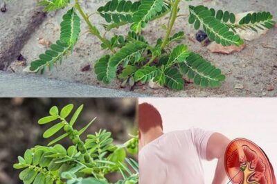 The Stone Breaker Plant: Nature’s Remedy for Kidney Stones