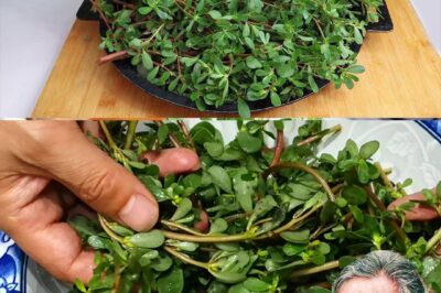 How to Successfully Grow and Care for Jade Plant (Portulacaria Afra) at Home: A Complete Guide (an)