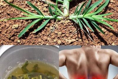 Goosegrass (Eleusine indica): A Natural Ally for Kidney Health (an)