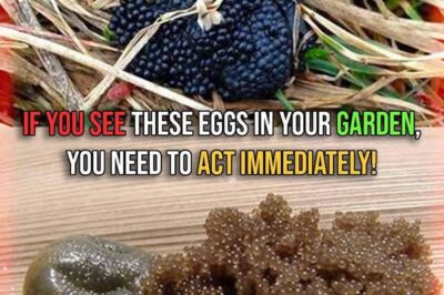 If You See These Eggs In Your Backyard, Burn Them Immediately: A Comprehensive Guide to Identifying and Managing Tick Eggs