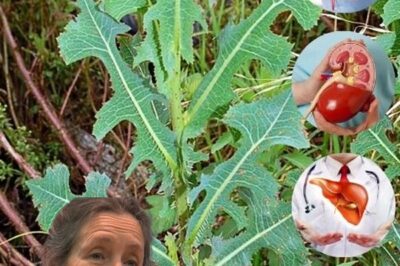 The Hidden Power of Wild Lettuce (Lactuca serriola): Nature’s Forgotten Remedy