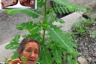 12 benefícios surpreendentes para a saúde da planta quebra-pedras que não deve perder./lo