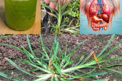 Unlocking the Health Benefits of Goose Grass: A Natural Remedy for Wellness. /lo