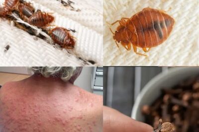 Natural Pest Control: Using Diatomaceous Earth and Cloves Against Bed Bugs and More