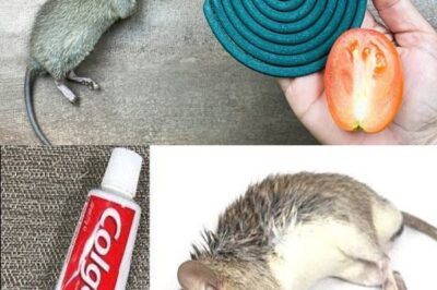 7 repelentes naturais para ratos: mantenha os ratos fora de casa para sempre!/lo