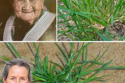 Discover the Unexpected Health Benefits of Crabgrass: A Natural Remedy for Wellness