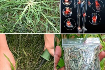 Crabgrass: The Unexpected Backyard Plant with Remarkable Health Benefits