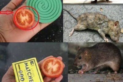 Mouse Repellent: 7 Natural Tips to Keep Mice Out of Your Home (Matches & Tomato Hack Included!) /d