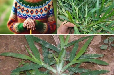 Crabgrass: The Hidden Super Herb for Health and Healing