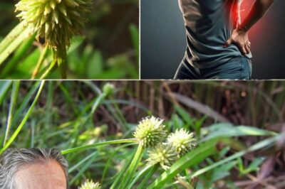 Kyllinga Brevifolia: Desbloquear o potencial de cura da “Kyllinga Verde” /lo