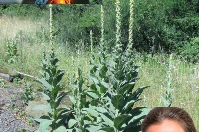 Mullein: Unlocking the Healing Power of Its Leaves, Flowers, and Roots /d