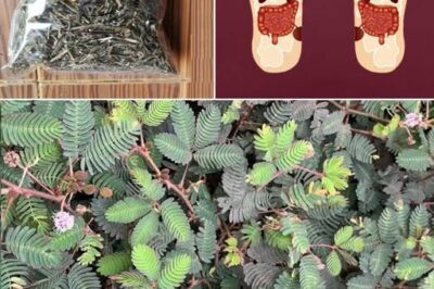 The Remarkable Health Benefits of Mimosa Pudica: Nature’s Healing Herb /d